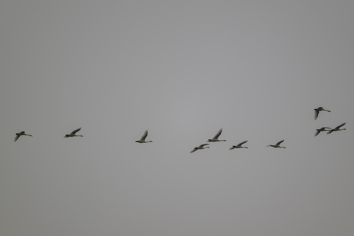 小天鵝 - ML645630691