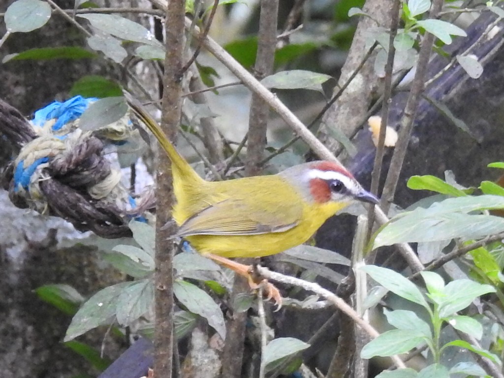 Paruline de Delattre - ML645630692