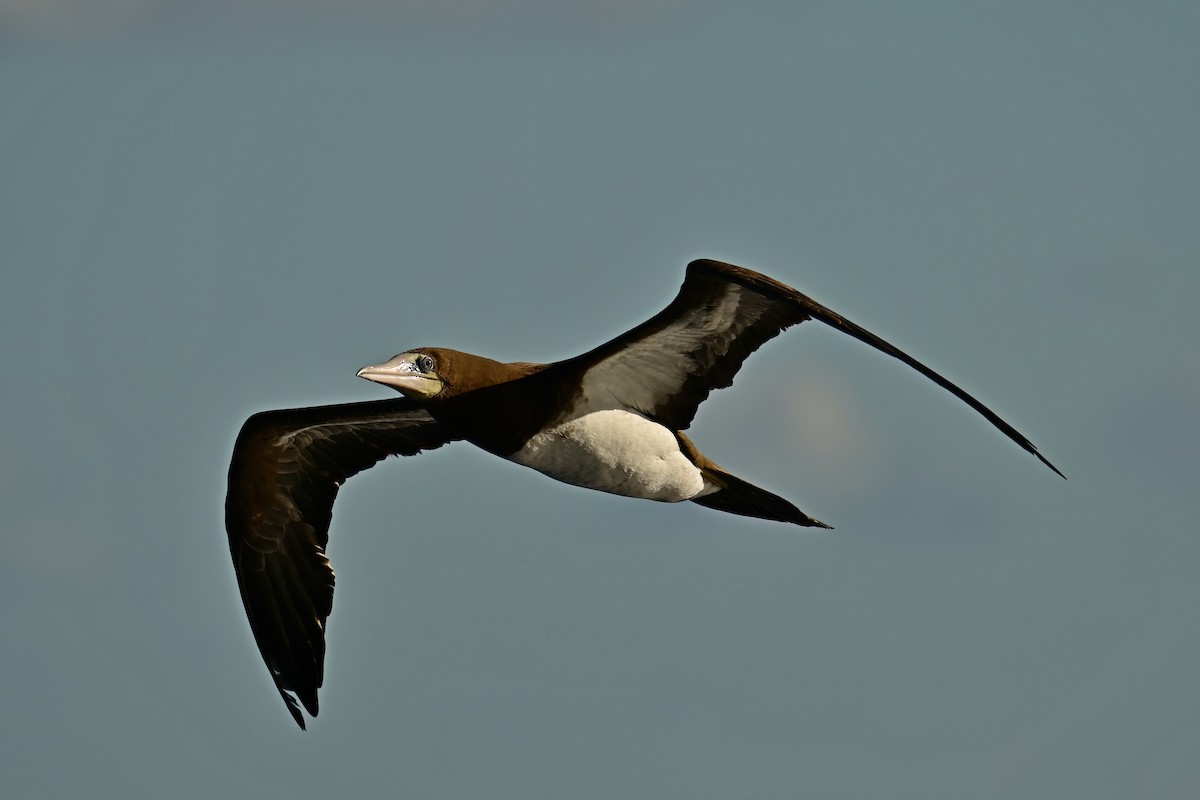 Brown Booby - ML645630704