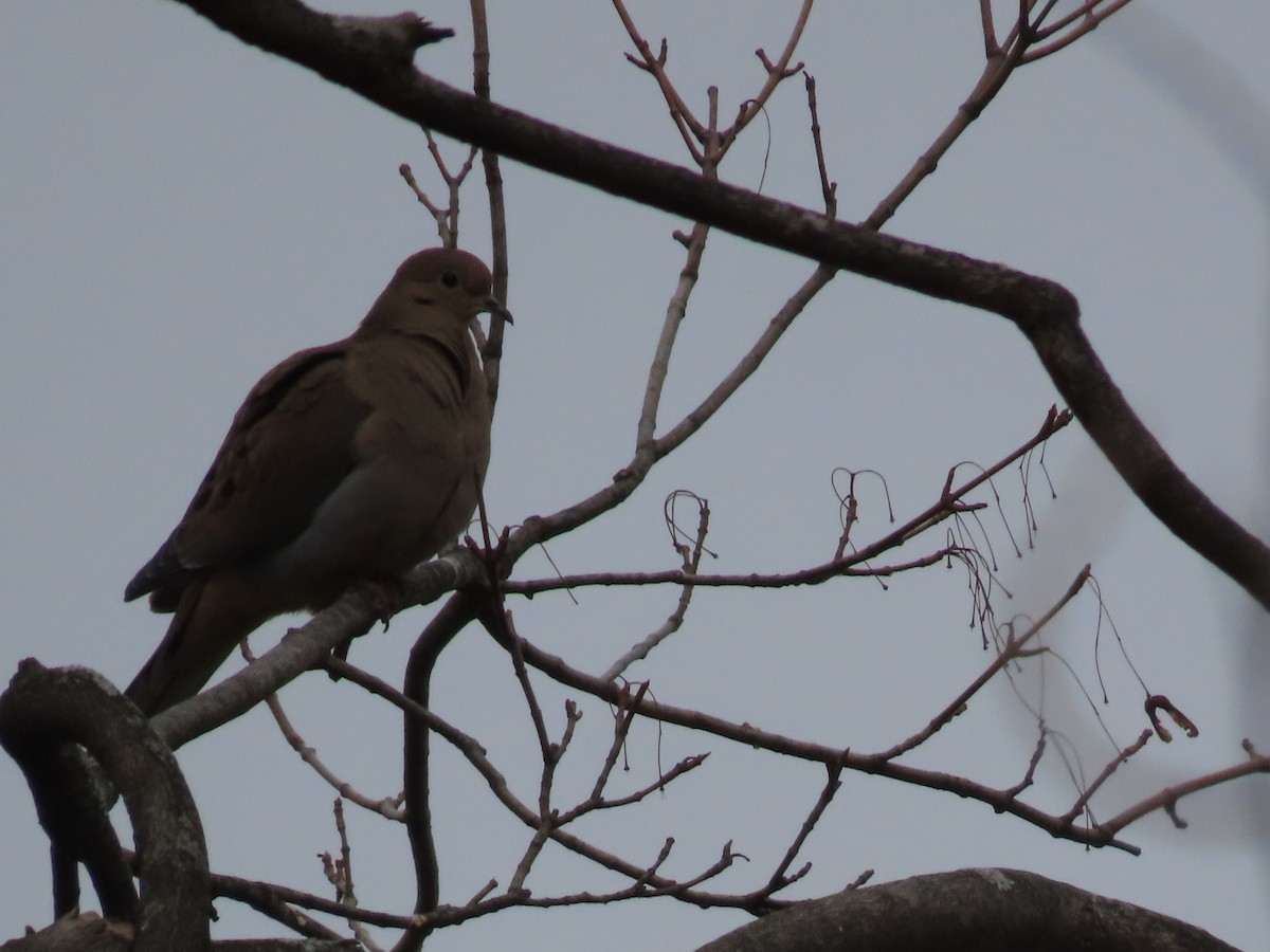 ナゲキバト - ML645630710