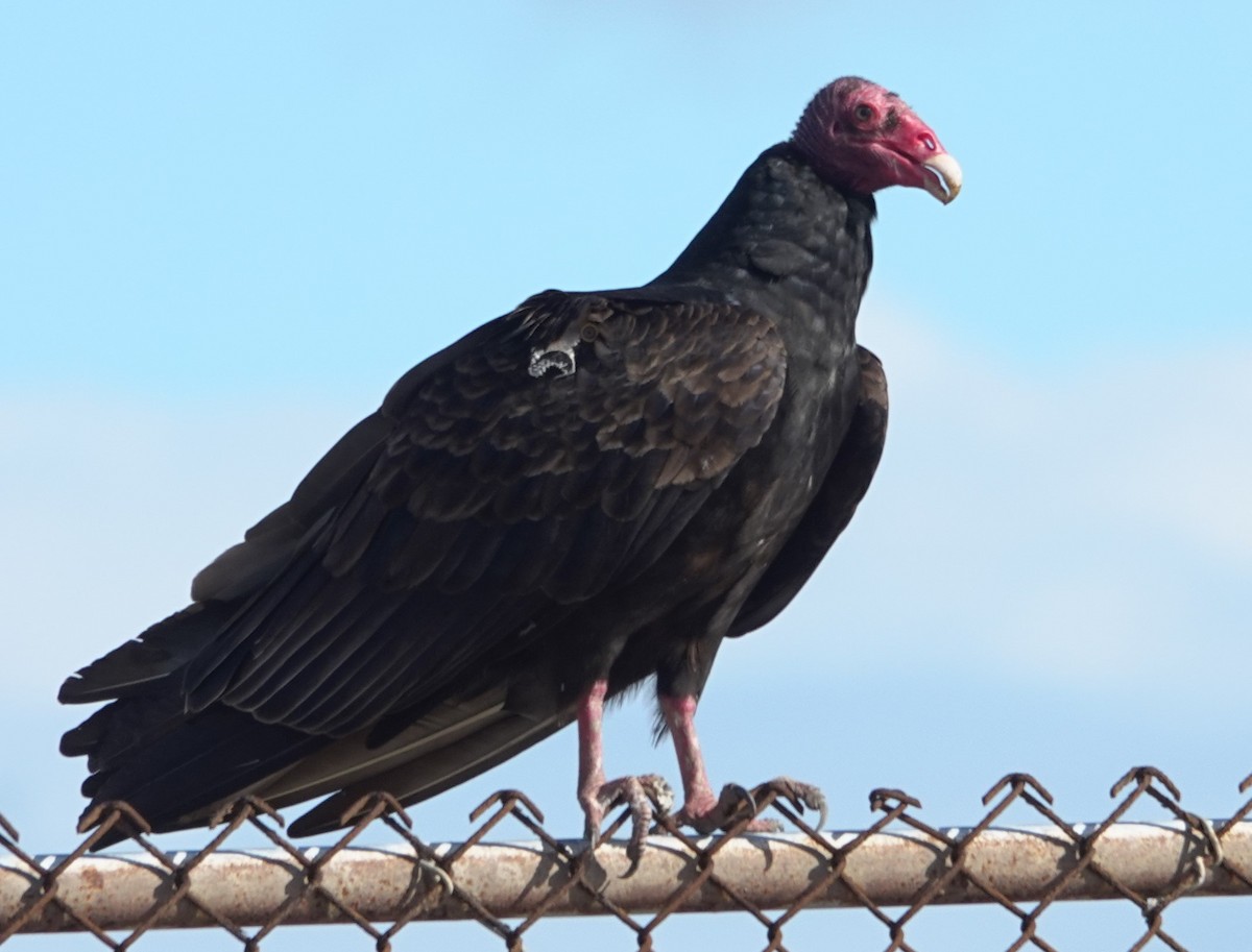 Turkey Vulture - ML645630723