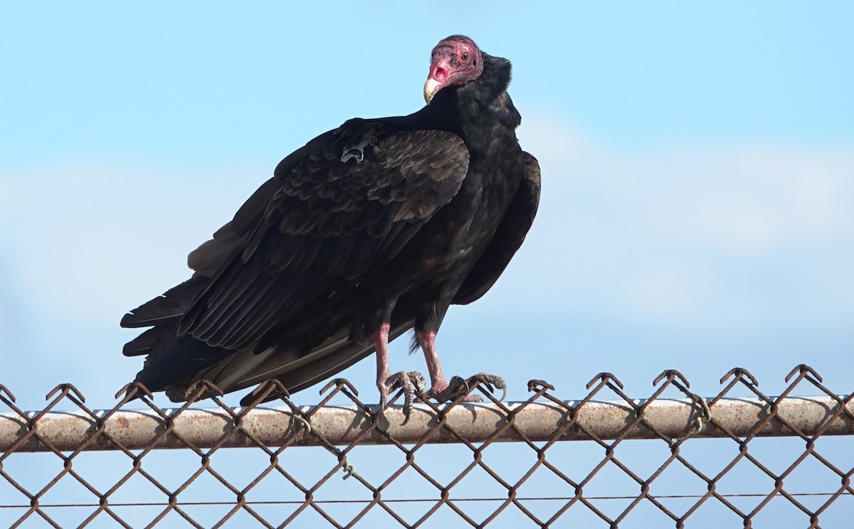 Turkey Vulture - ML645630724