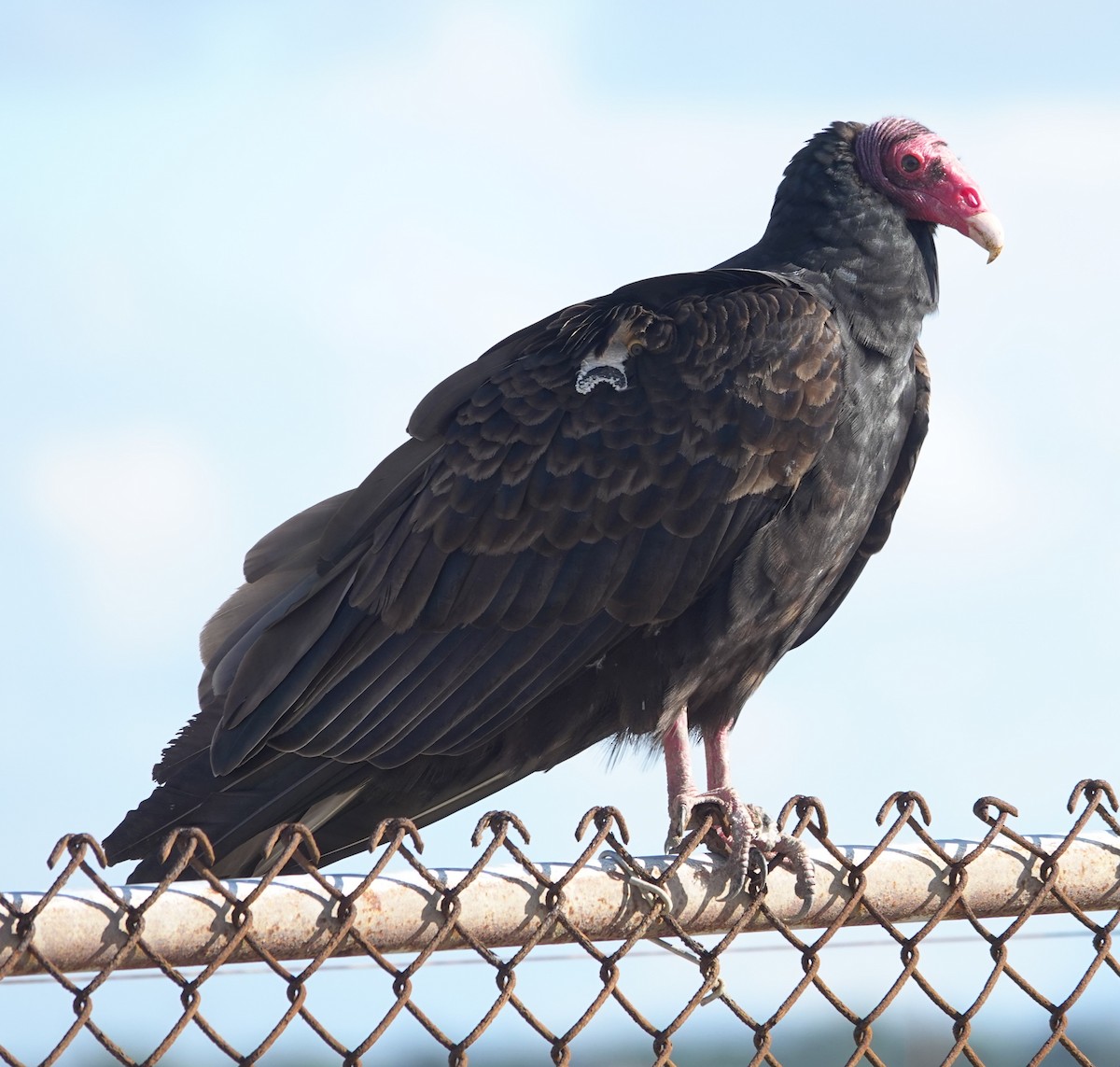 Turkey Vulture - ML645630725