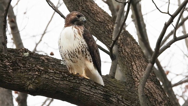 Red-tailed Hawk - ML645630726