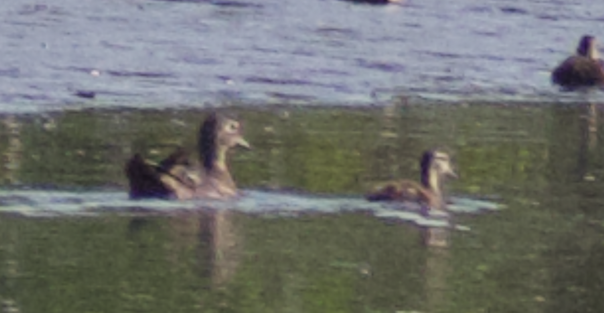 kachnička karolínská - ML645630728