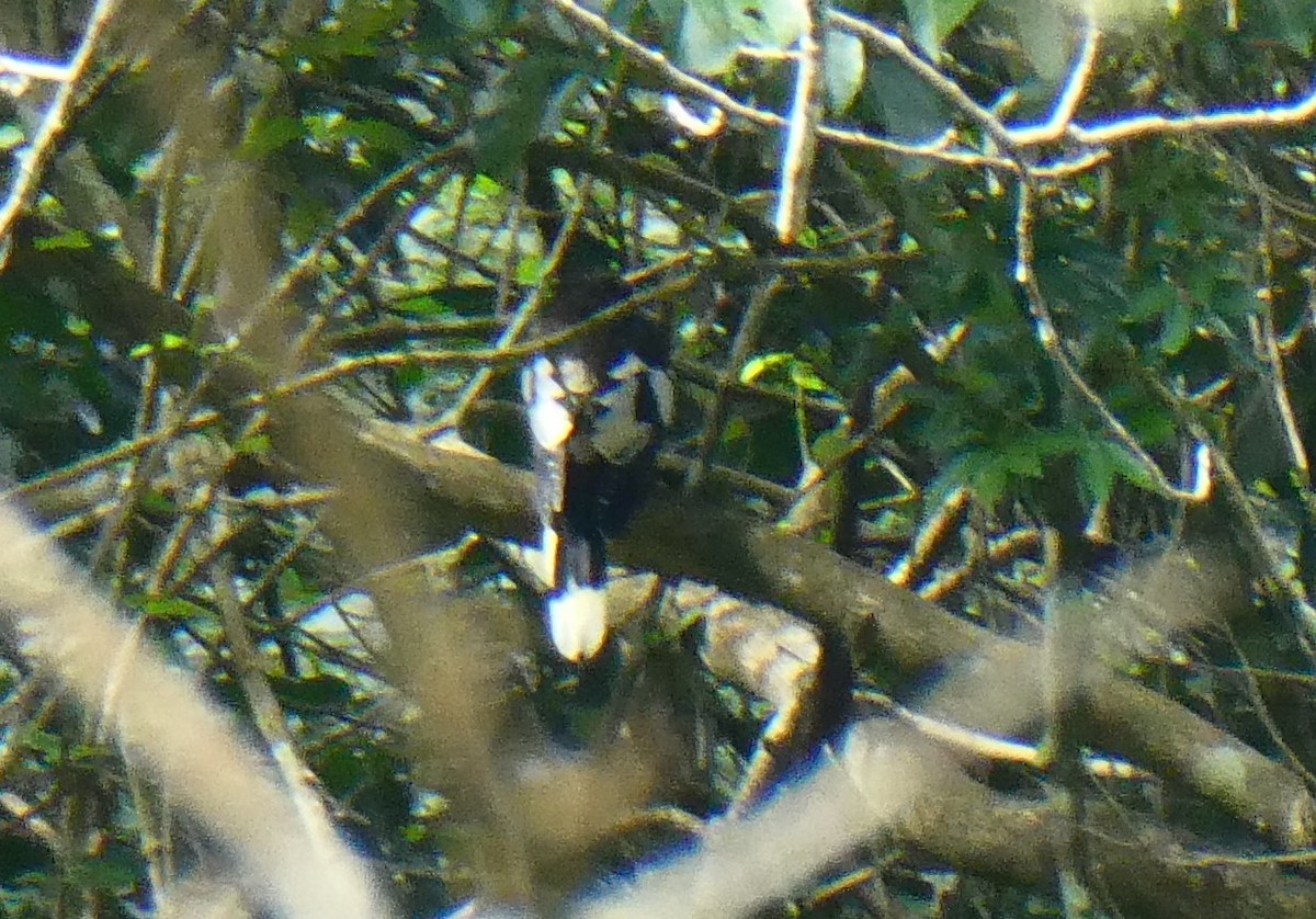 White-winged Magpie - ML645630739