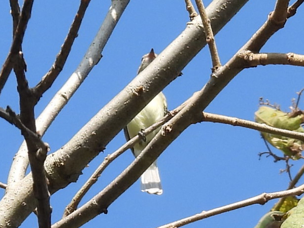 Northern Beardless-Tyrannulet - ML645630746