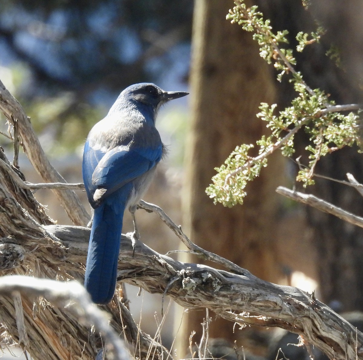 Woodhouse's Scrub-Jay - ML645630761