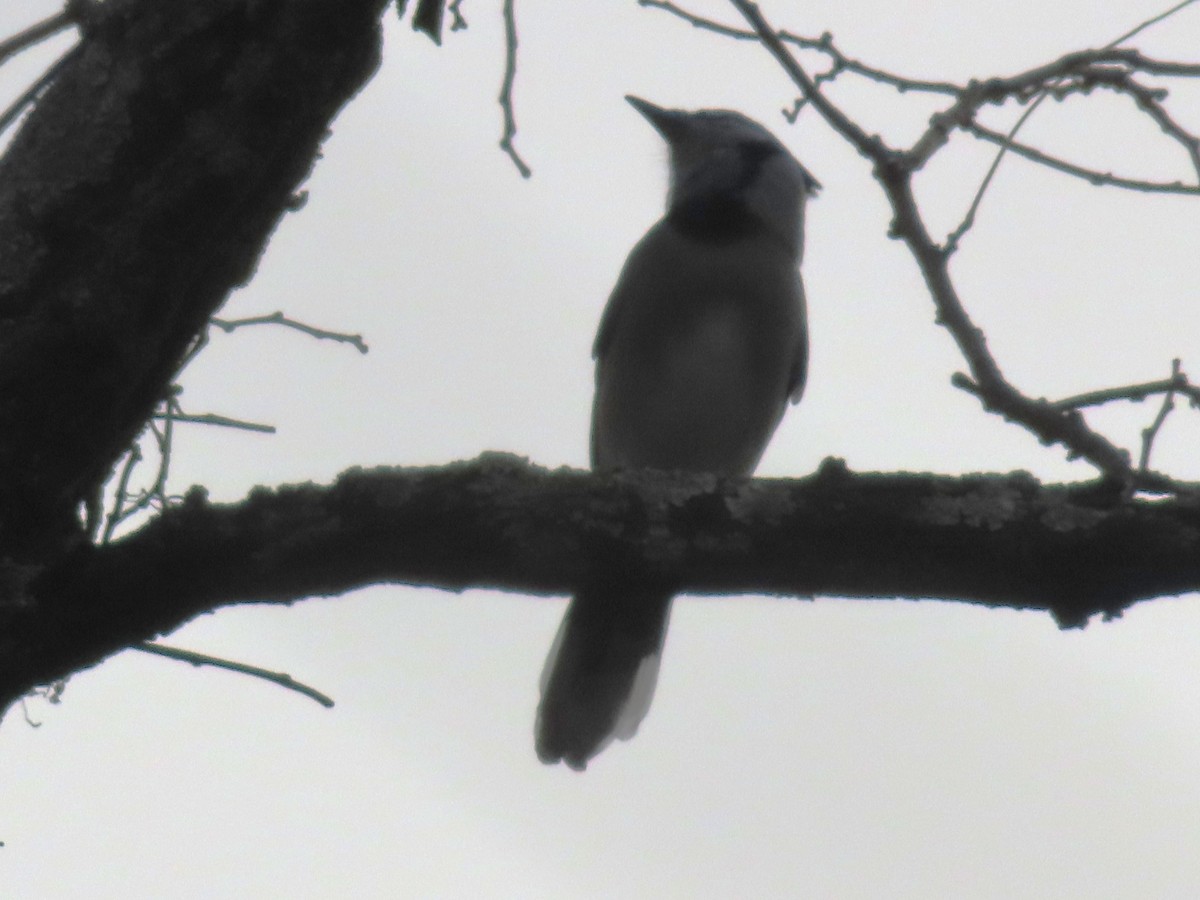 Blue Jay - ML645630764