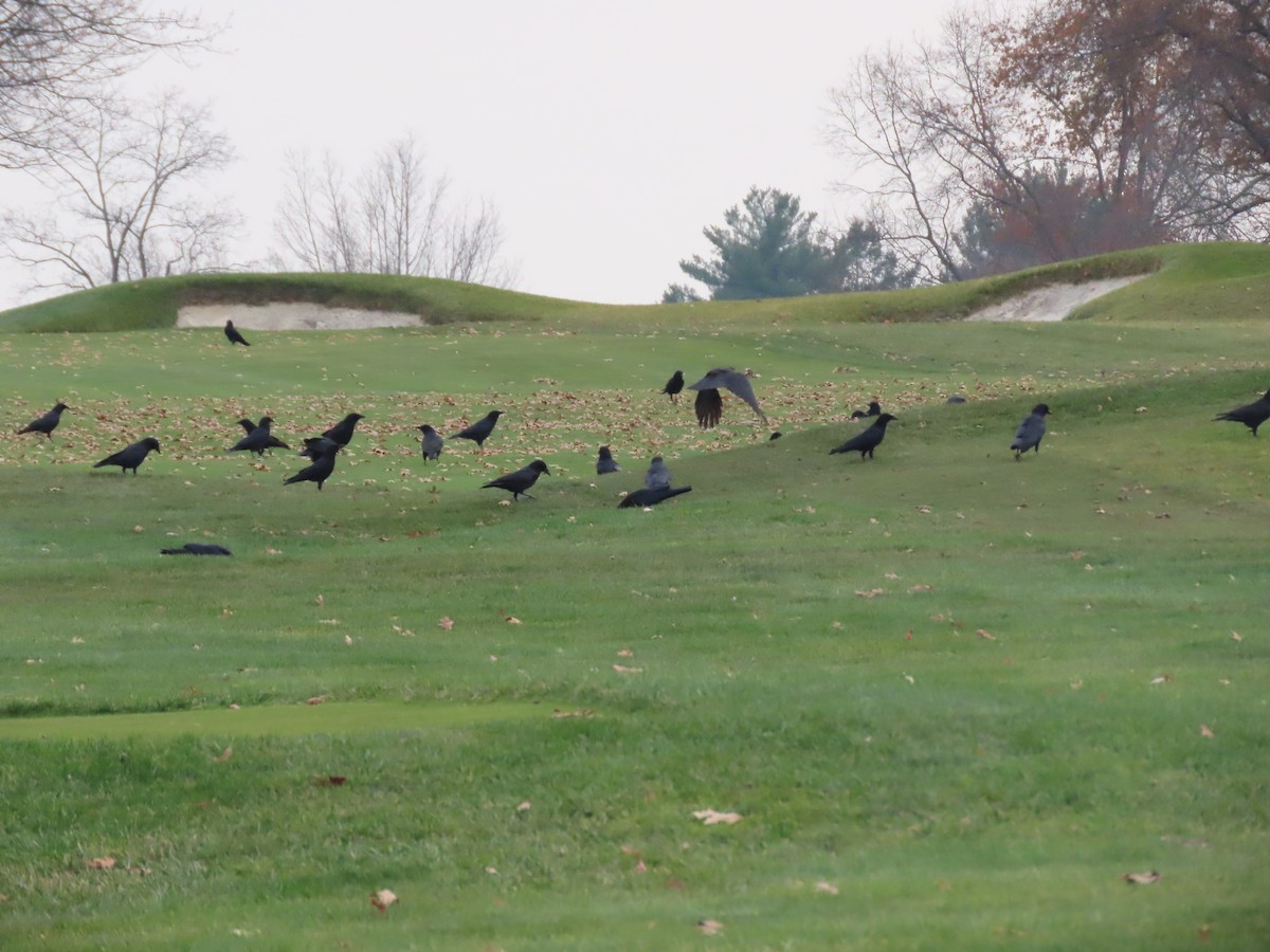 American Crow - ML645630770