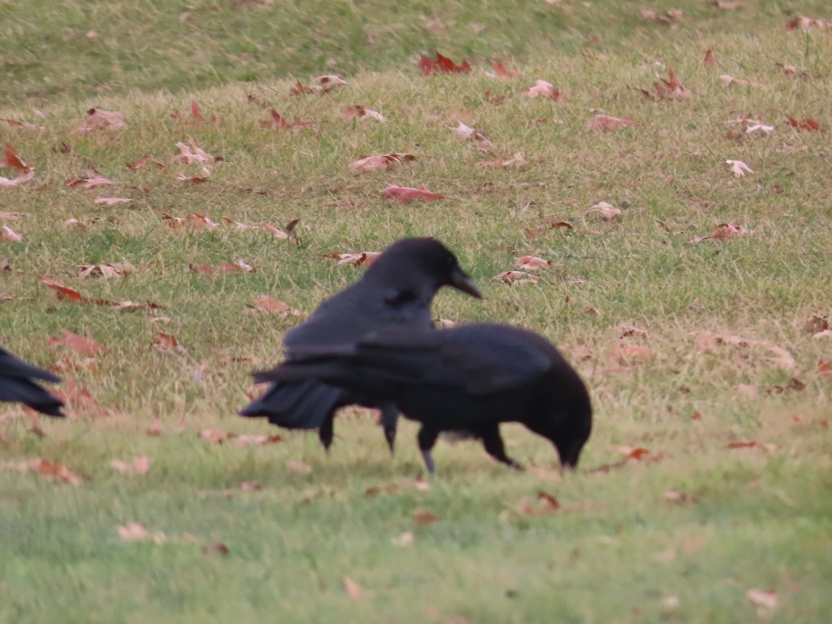 American Crow - ML645630771