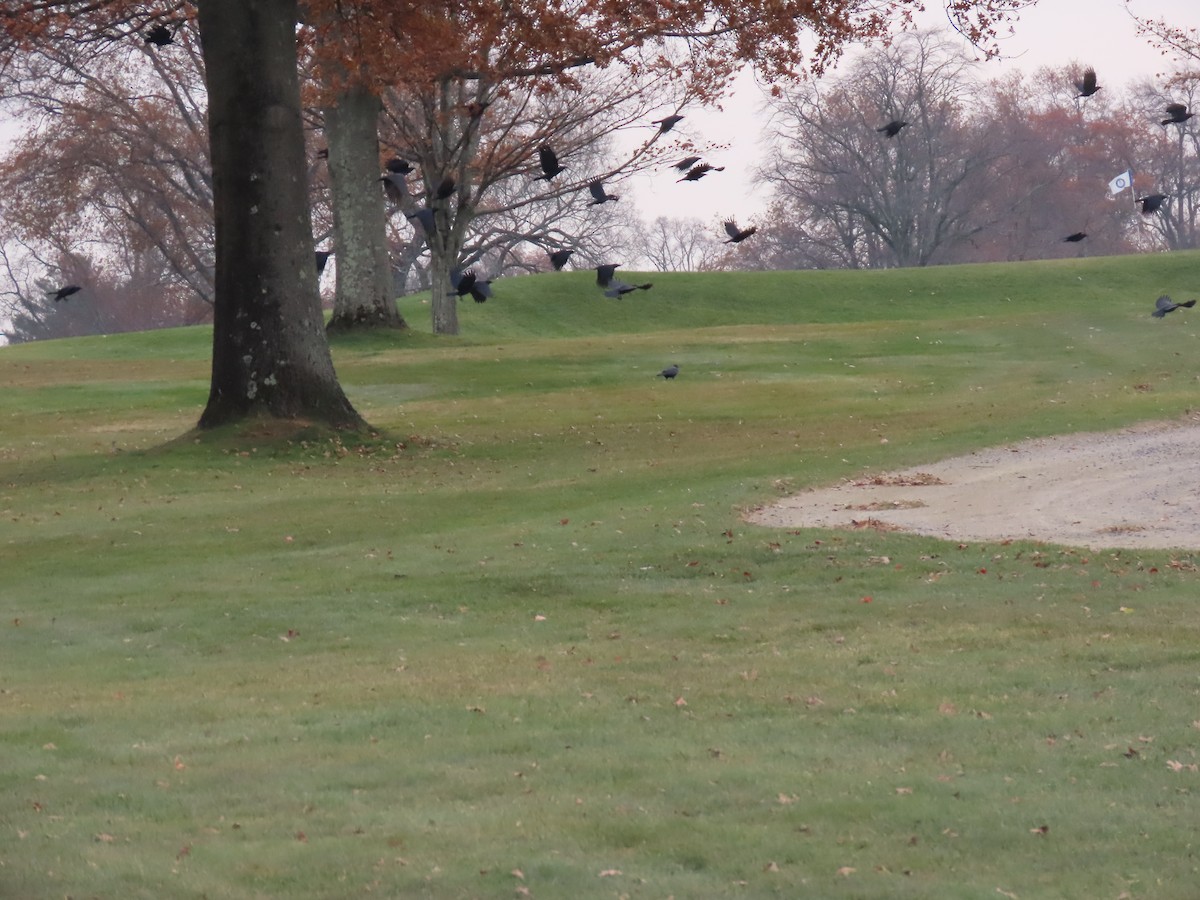 American Crow - ML645630772