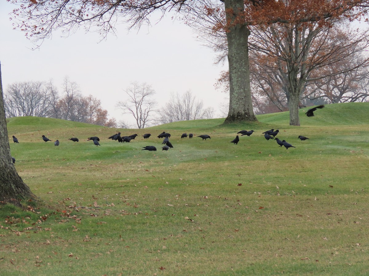 American Crow - ML645630773