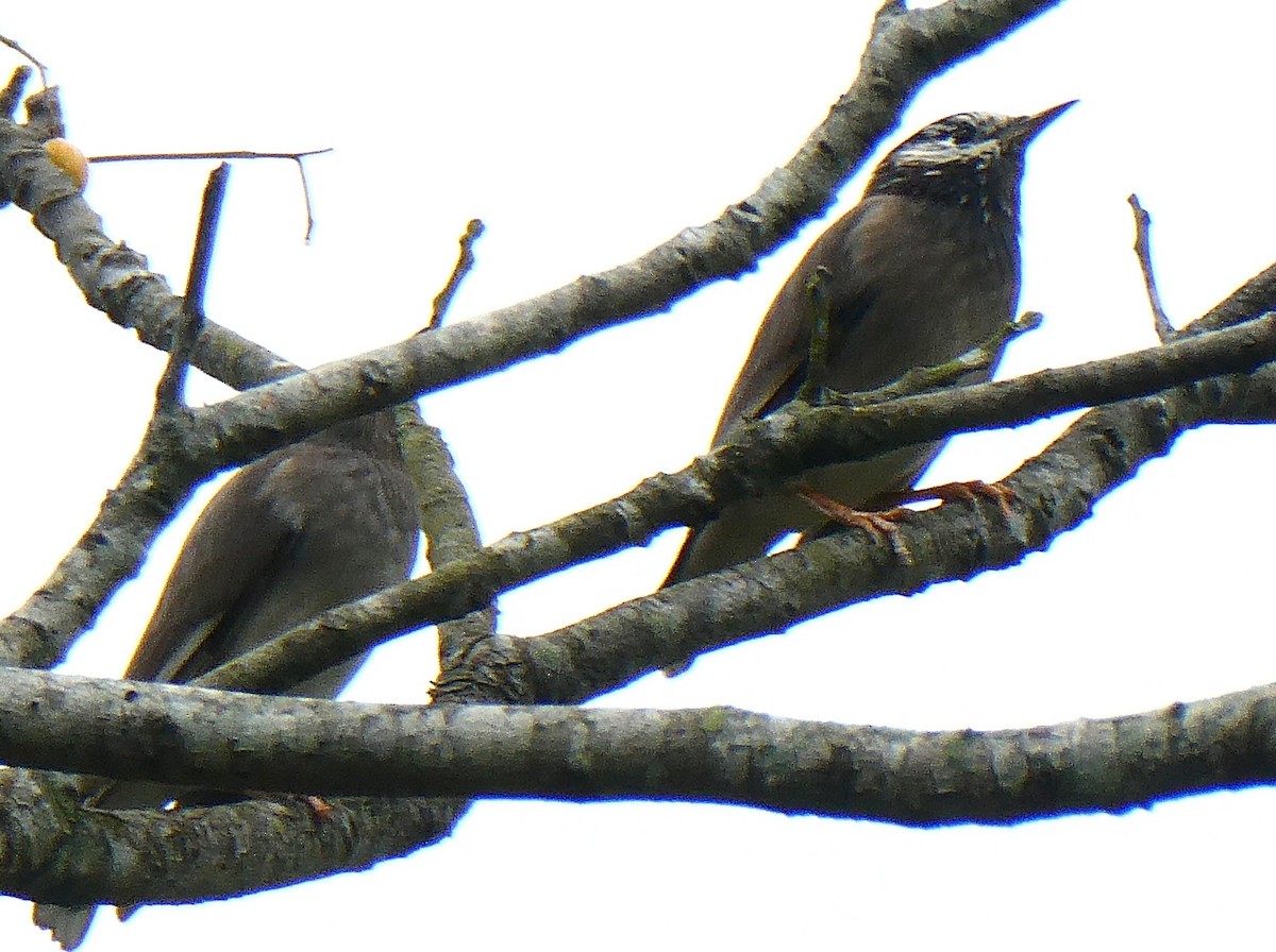 White-cheeked Starling - ML645630774