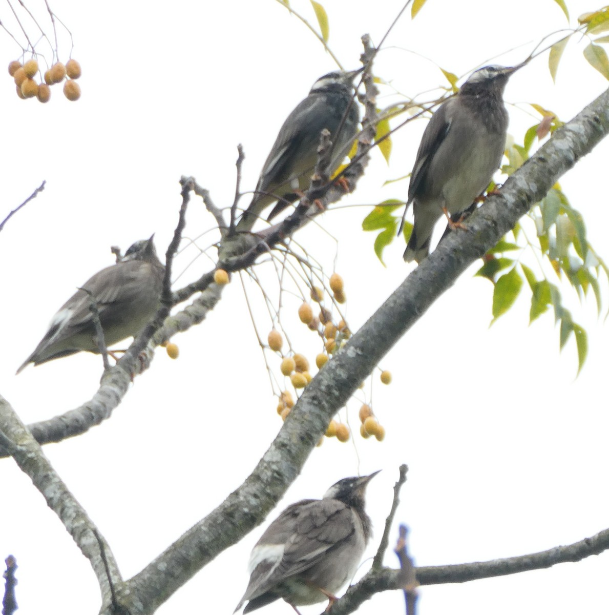 White-cheeked Starling - ML645630775