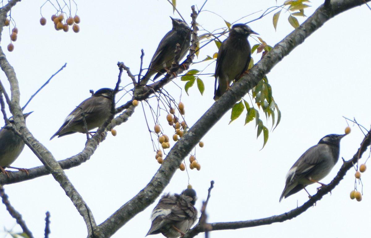 White-cheeked Starling - ML645630776