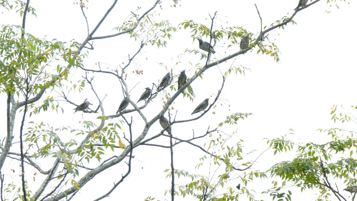 White-cheeked Starling - ML645630777