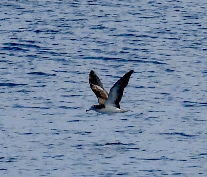 Streaked Shearwater - ML645630798