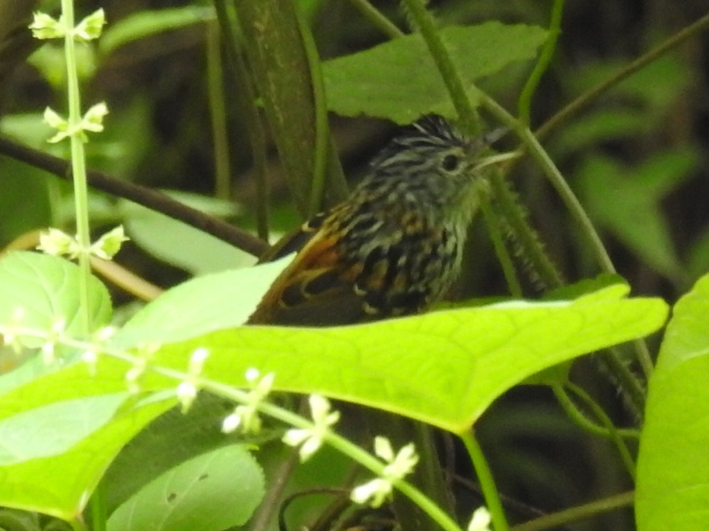 Santa Marta Karıncakuşu - ML645630800