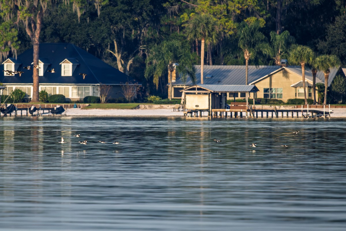 Красношейная поганка - ML645630805