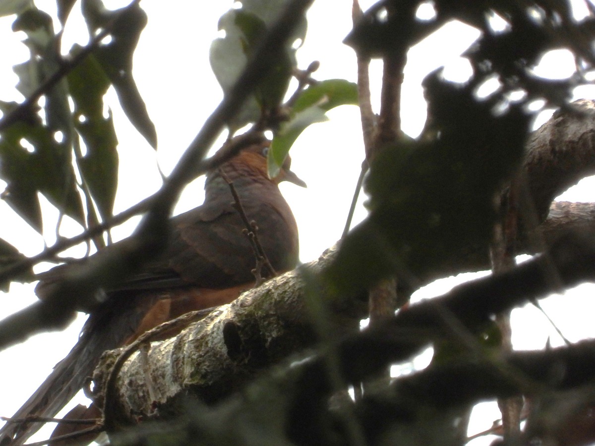 Little Cuckoo-Dove - ML645630806