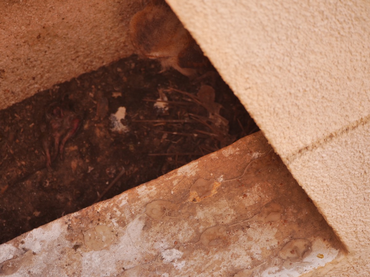 Eastern Barn Owl - ML645630813