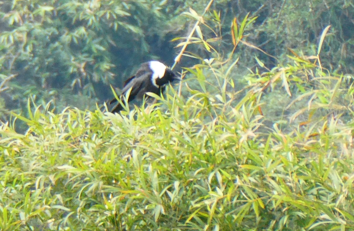 Collared Crow - ML645630816