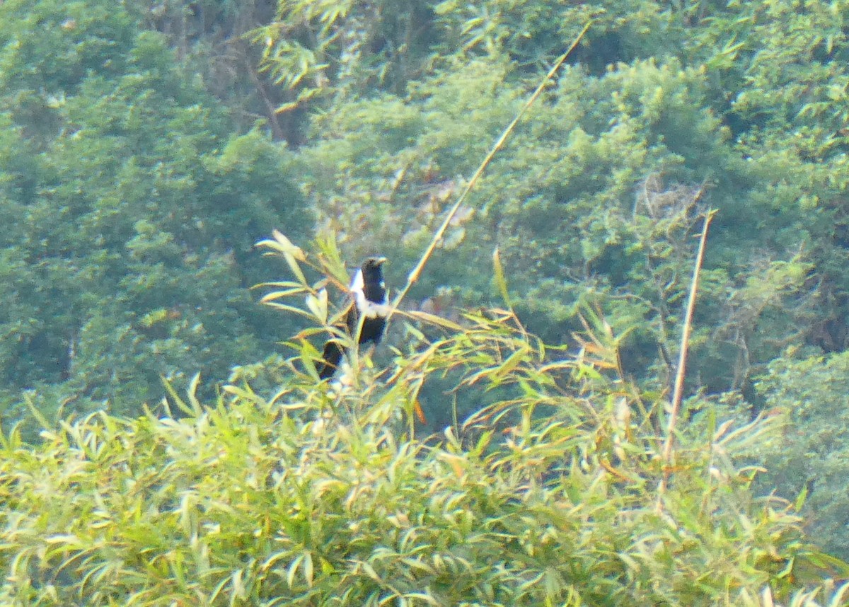 Collared Crow - ML645630817