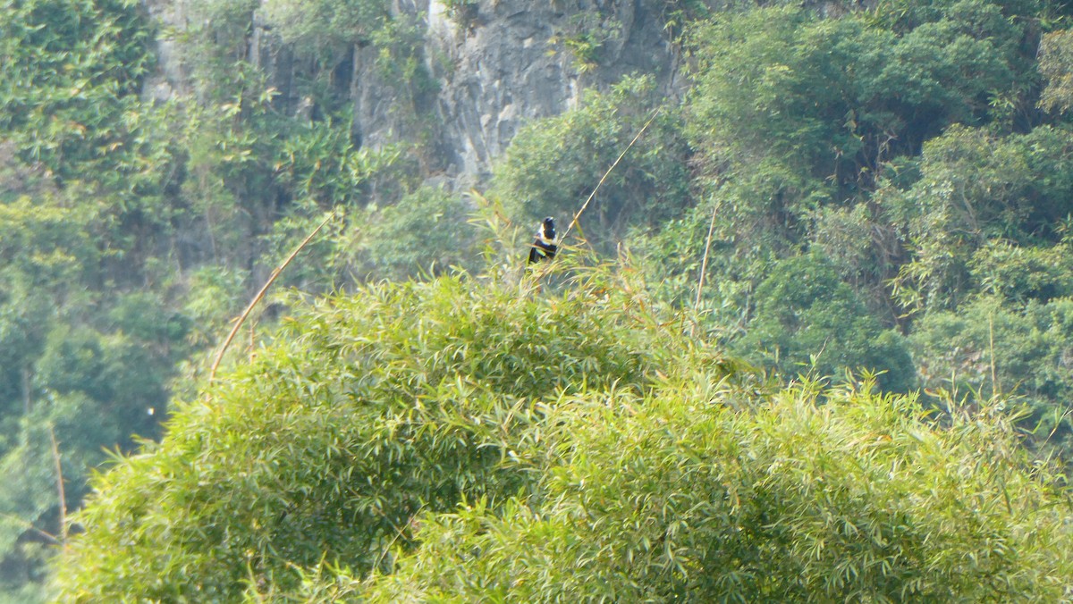 Collared Crow - ML645630818