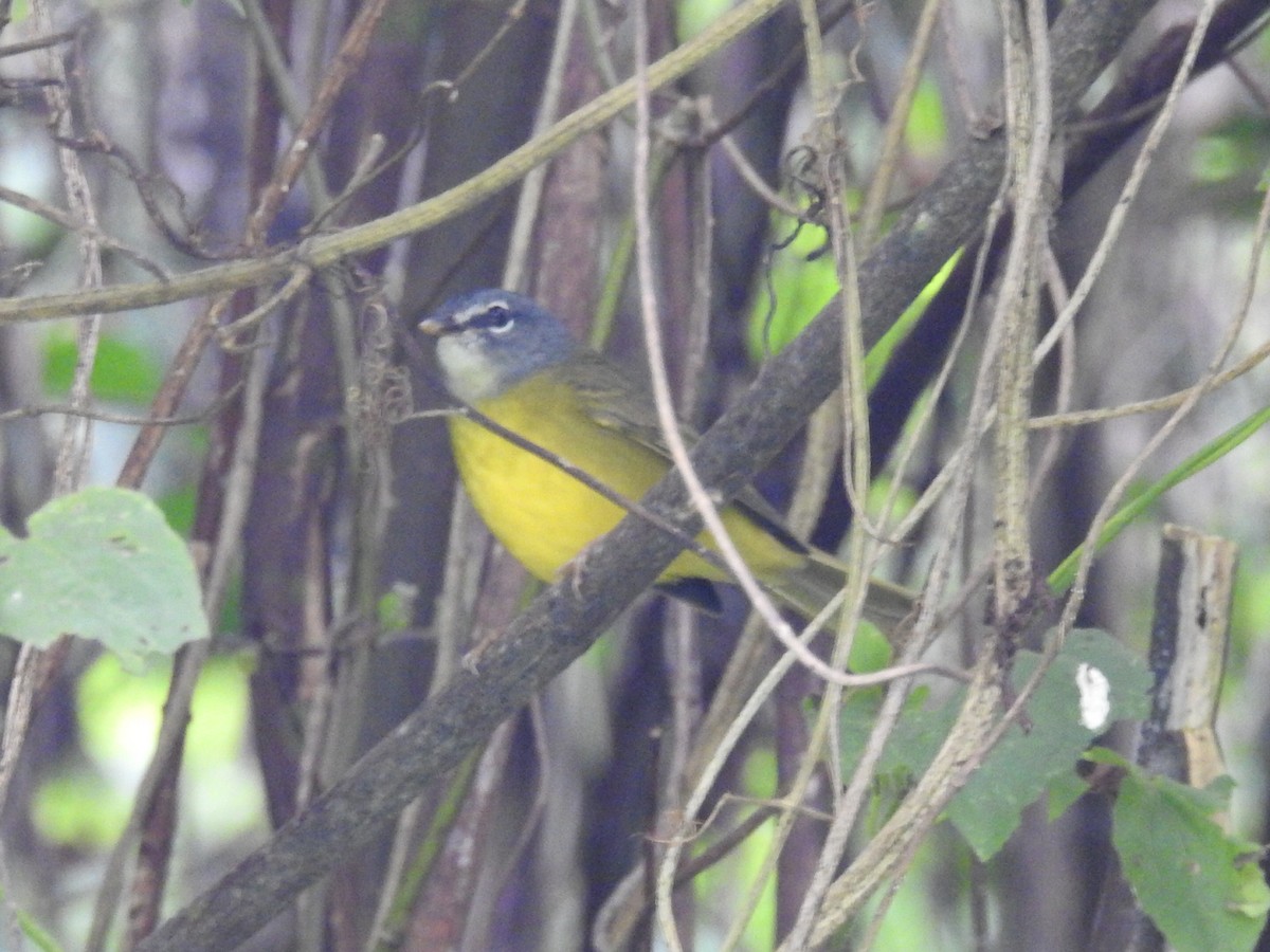 White-lored Warbler - ML645630823