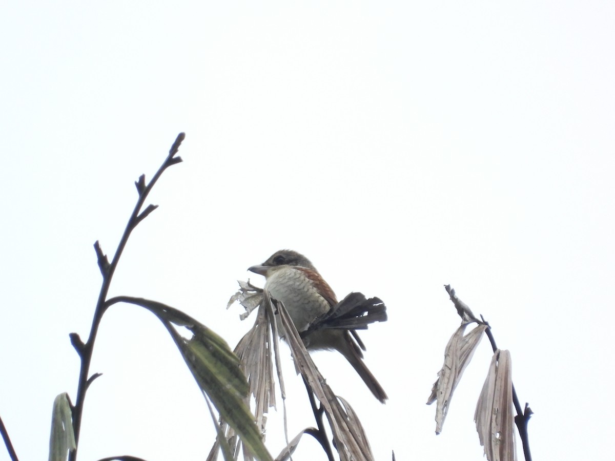 Tiger Shrike - ML645630837