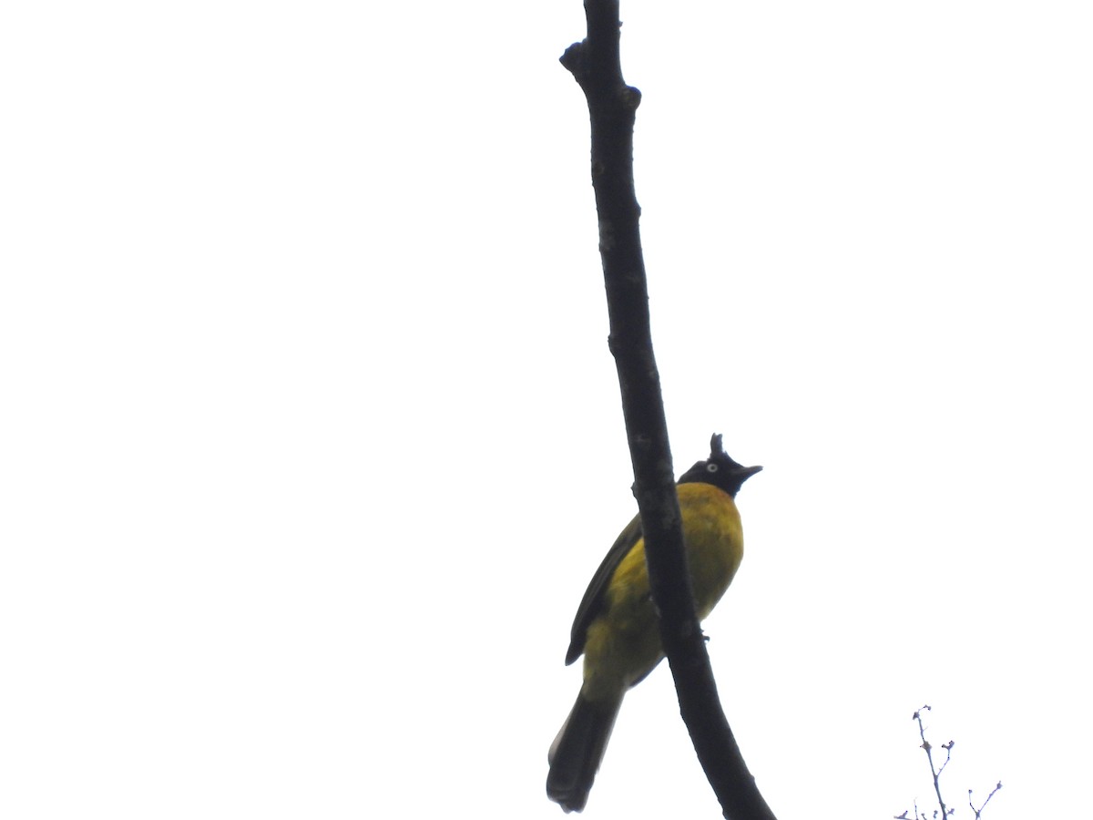 Black-crested Bulbul - ML645630843