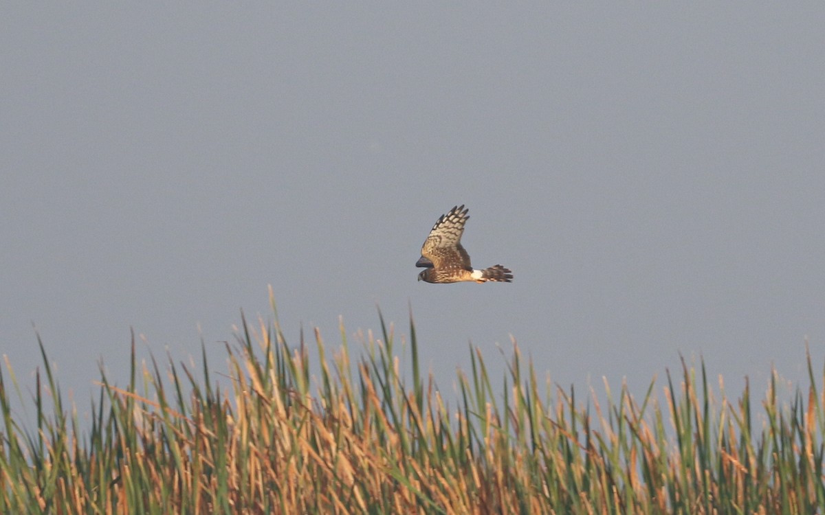 Northern Harrier - ML645630844