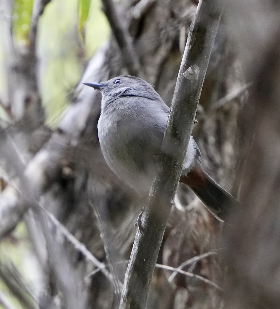 Gray Catbird - ML645630846
