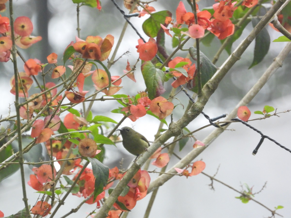 Black-throated Sunbird - ML645630847