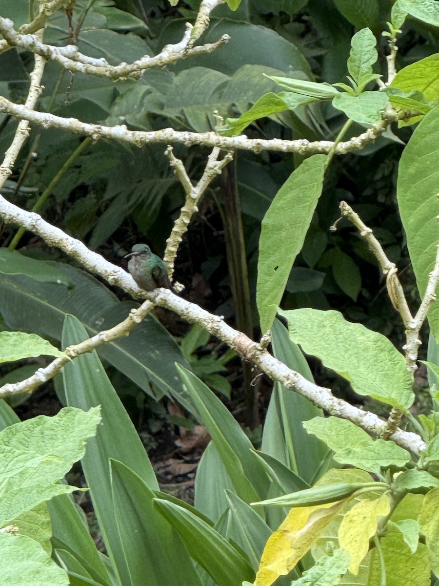 Bronze-tailed Plumeleteer - ML645630848