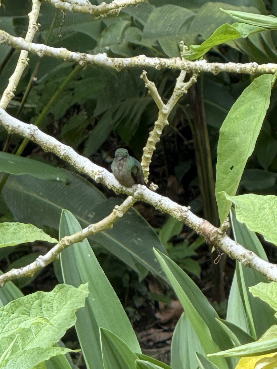 Bronze-tailed Plumeleteer - ML645630849