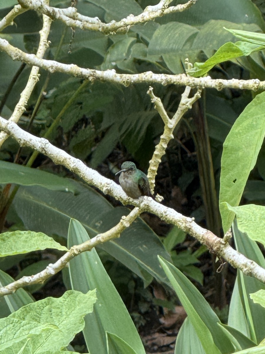 Bronze-tailed Plumeleteer - ML645630850