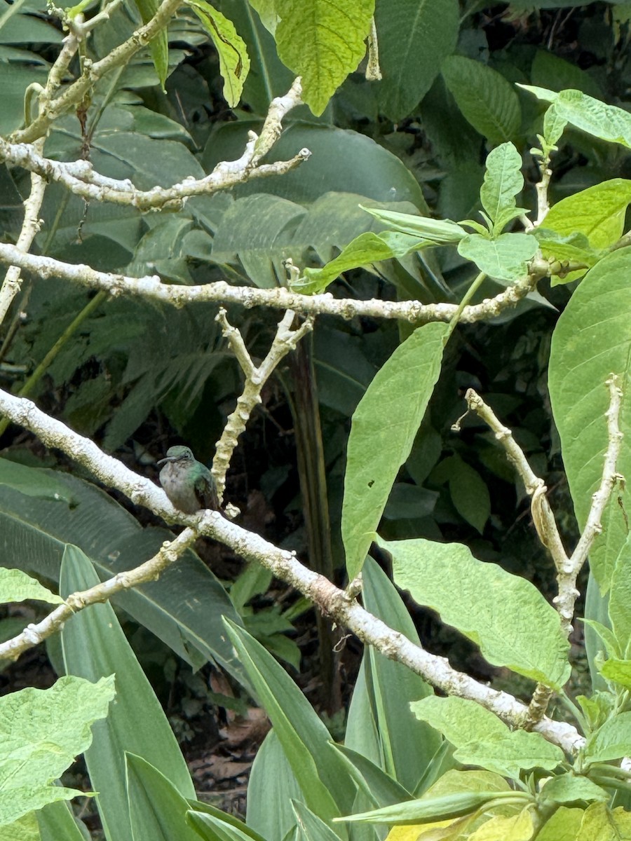 Bronze-tailed Plumeleteer - ML645630851