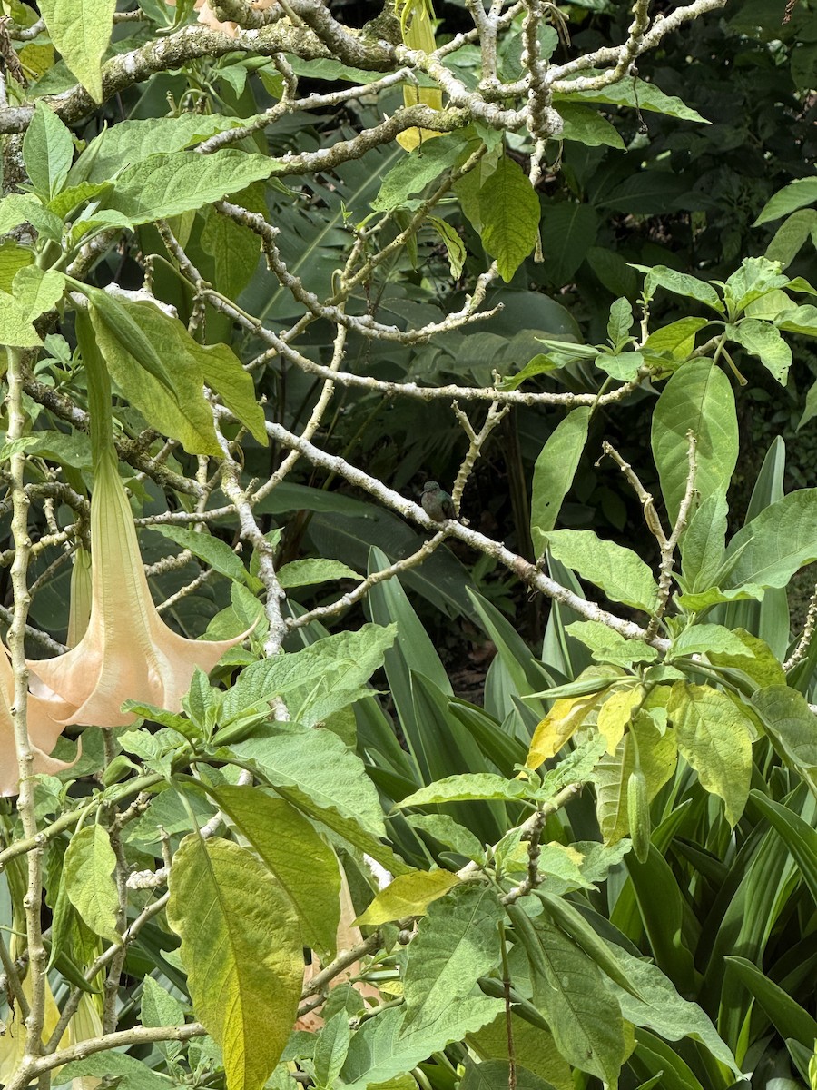 Bronze-tailed Plumeleteer - ML645630852