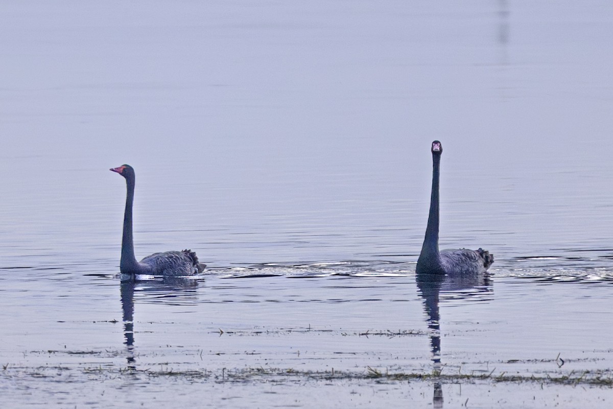Black Swan - ML645630856