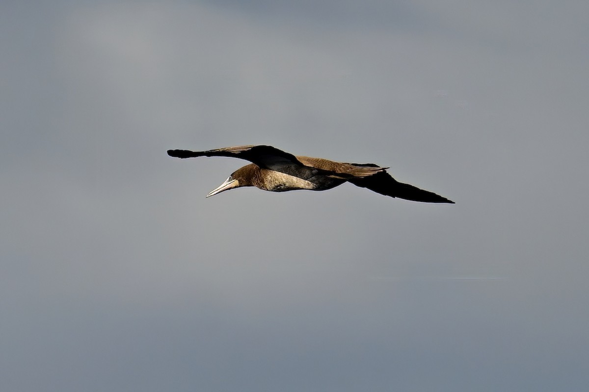 Brown Booby - ML645630858