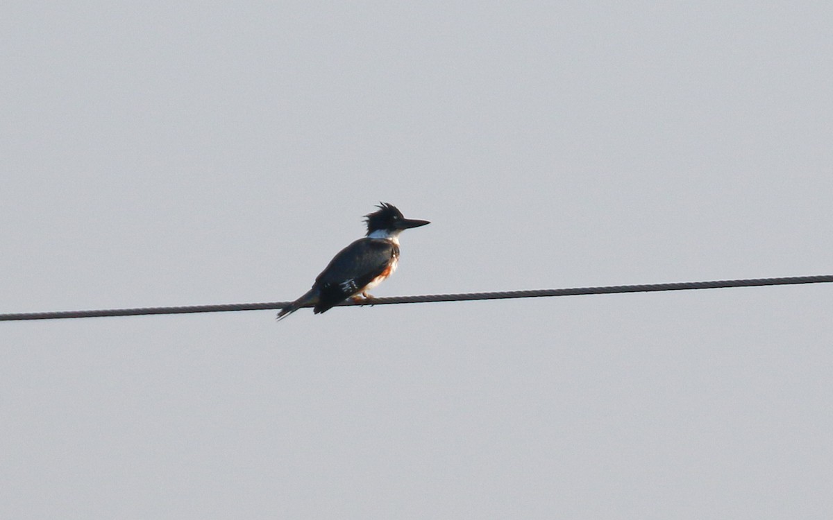 Belted Kingfisher - ML645630860