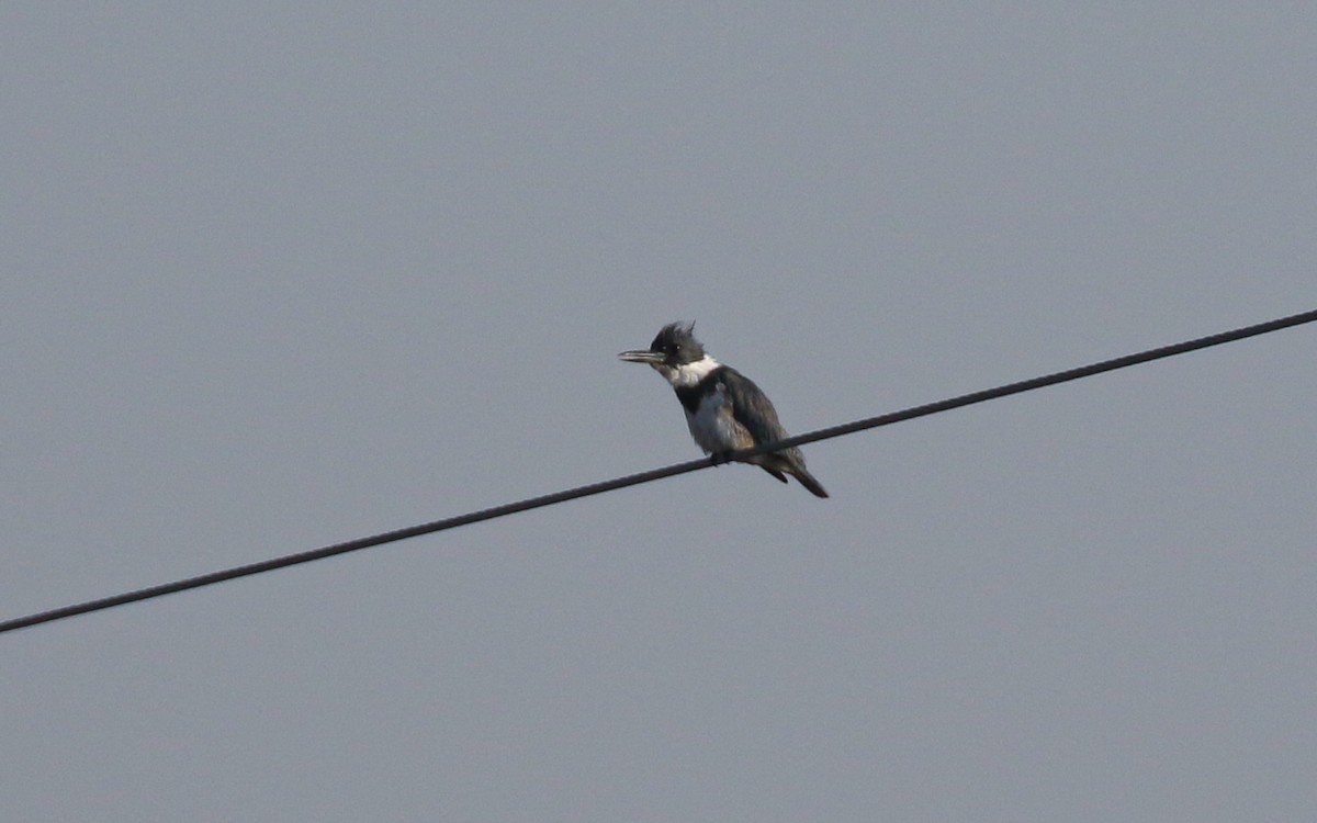 Belted Kingfisher - ML645630861