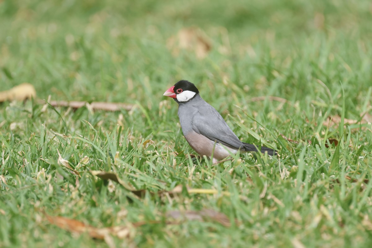 Java Sparrow - ML645630862