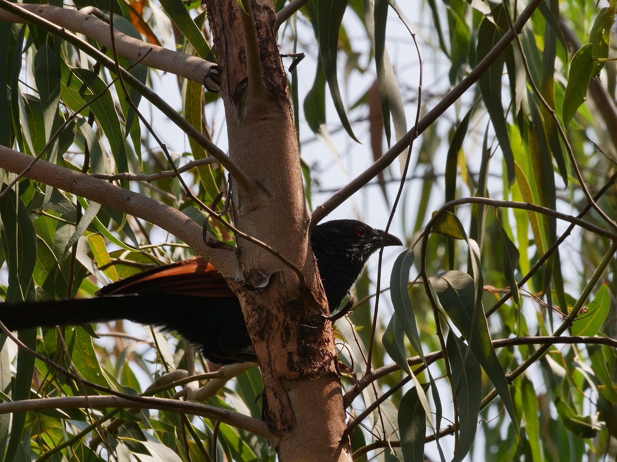 Greater Coucal - ML645630863