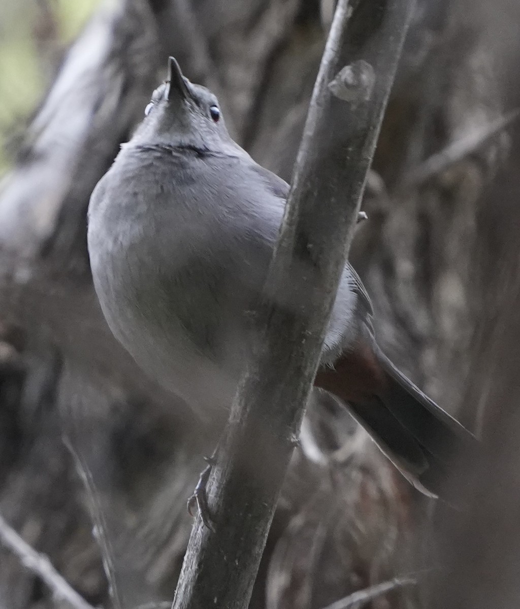 Gray Catbird - ML645630864