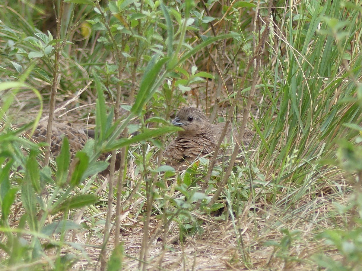 Brown Quail - ML645630865
