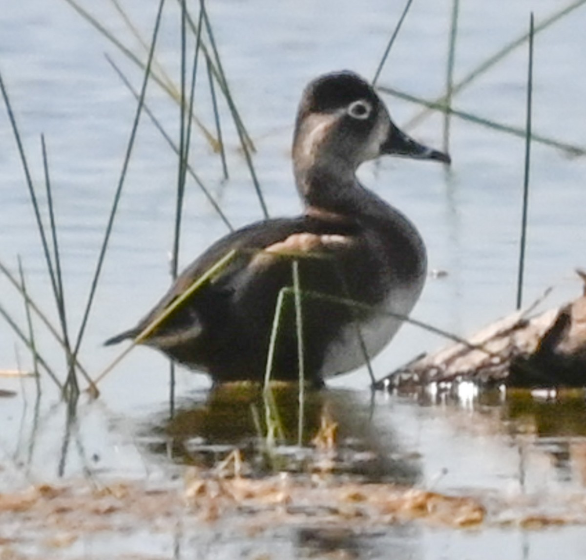 Ring-necked Duck - ML645630866