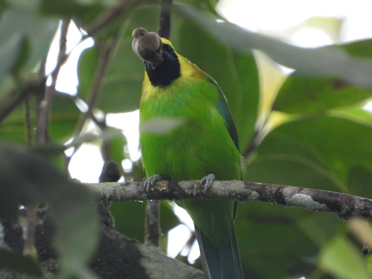 Blue-winged Leafbird - ML645630868
